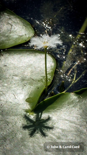 _MG_5330 Water Snowflake.JPG